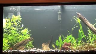 High Ammonia Level in the Planted Aquarium [upl. by Shepp]