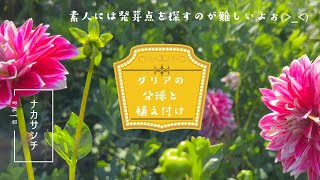 お花紹介 ダリアの球根 分球と植え付け 発芽点を探すのが難しい [upl. by Thisbe252]