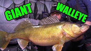 Biggest Walleye I have EVER caught on Camera  Big Walleye Slay Day [upl. by Auqinihs54]