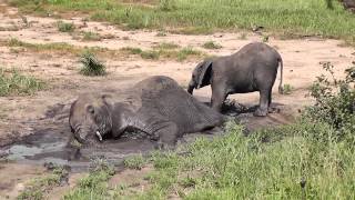 Safari in Tarangire National Park Tanzania February 2013 [upl. by Trebreh]