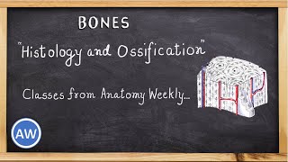 Bones  Histology and Ossification  Classes from Anatomy Weekly  Anatomy Weekly Ep  10 [upl. by Bal]