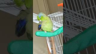 Parrotlet preening its feathers🦜parrotlet birds [upl. by Maletta]