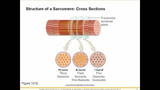 Microscopic anatomy of Skeletal Muscle Fibre [upl. by Ilahsiav]