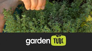 Tips for growing thyme [upl. by Jard]