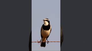 Capped Wheatear calling Overberg shorts birds birdsinging [upl. by Lowell]