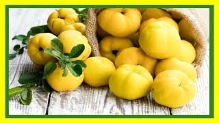 knowledge  Nutrientrich  Quinces contain fiber  and several essential vitamins [upl. by Eilac]