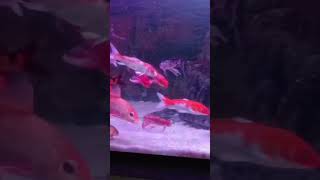 Visit to aquarium in vandalur [upl. by Dumm]