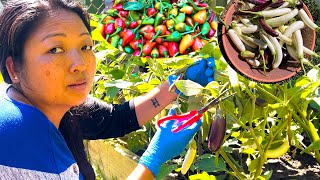 Aba Chiso Lagyo Sag Sabzi Thipeko  Vegetable harvesting from our backyard [upl. by Jeffrey]