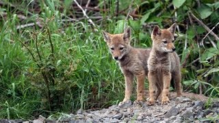 Adorable Coyote Pups  A Heartwarming Story of Survival [upl. by Thurston55]