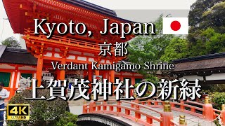 Visiting the verdant Kamigamo Shrine  Encountering a white sacred horse【4K】 [upl. by Mide]