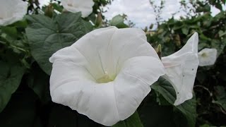 Bindweed Calystegia sepium [upl. by Spevek208]