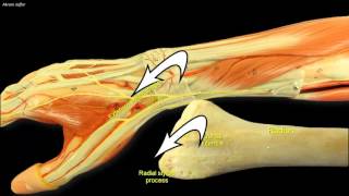 Compartments of the forearm extensor retinaculum [upl. by Sosthina388]