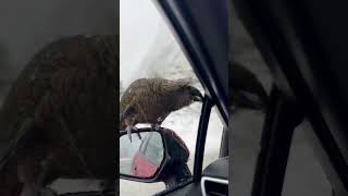 Bird REFUSES to Get Off of Cars Side Mirror [upl. by Ahsaet]