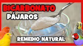 BICARBONATO para CANARIOS y PAJAROS 🐤 REMEDIOS NATURALES para EVITAR y ELIMINAR PIOJILLOS y ACAROS [upl. by Jacie]