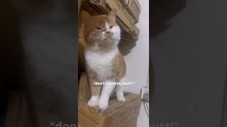 Cat doing cat things cat cats catlover catvideos shorts trending viral catshorts shortsfeed [upl. by Meehsar422]