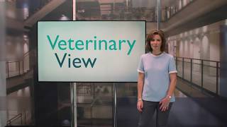 Suprelorin®  An alternative to surgical castration provides a choice to pet owners  Virbac [upl. by O'Donovan]