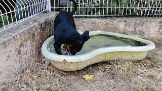 Chiot Beauceron Samuse dans une Piscine  Rafraîchissement Estival Adorable [upl. by Cirdes]