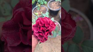 flowers rosegarden rose garden nature beautiful nurserylive satisfying sharmanursery [upl. by Ynnod815]