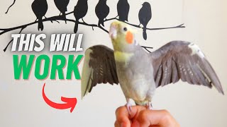 How to TAME Your Cockatiel And BOND With it [upl. by Ahsekan]