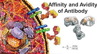 Affinity and Avidity Antigen antibody interaction [upl. by Corabella]