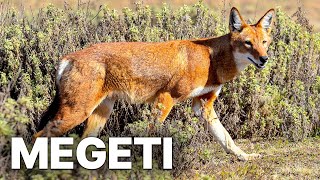 Megeti  Africas Lost Wolf  Ethiopian Wolves [upl. by Alderman]