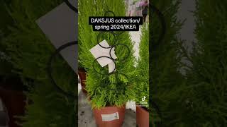 DAKSJUS Garden🌺 Collection  IKEA 🌻2024 SPRING 🌷 [upl. by Acirrehs]