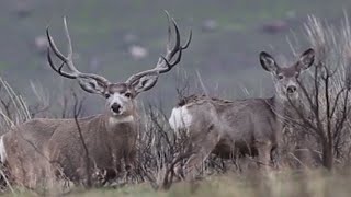 Giant Mule Deer Bucks on Antelope Island Utah [upl. by Taffy97]