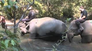 Elefanten in Thailand hautnah erleben  Asiamar und Elephant Special Tours [upl. by Sisxela650]