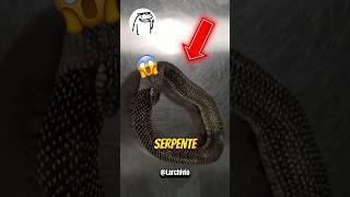 COSA SUCCEDE SE UN SERPENTE SI MANGIA DA SOLO 😱😭 [upl. by Ainniz]