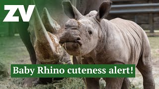 Our adorable rhino calf Jabulanis first few weeks [upl. by Farrar]