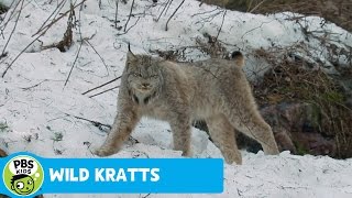 WILD KRATTS  Wintertime Creature Powers  PBS KIDS [upl. by Dede]