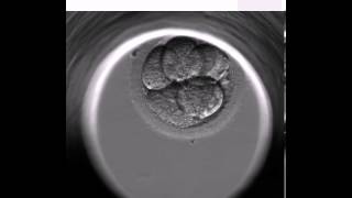 BONITO EMBARAZO CON EMBRYOSCOPE [upl. by Luella]