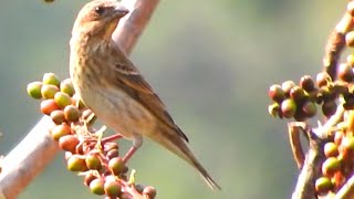 Common Rosefinch Female Bird  4 [upl. by Nivlen481]