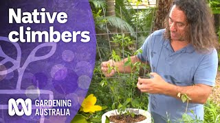 Native climbers  Australian Native Plants  Gardening Australia [upl. by Recnal]