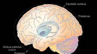 Basal Ganglia [upl. by Hcone908]