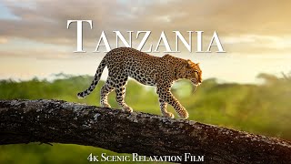 Tanzania amp Serengeti 4K  Scenic Wildlife Film With African Music [upl. by Trainer]