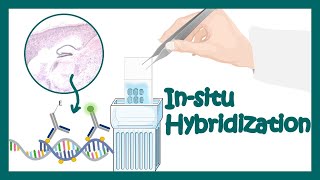 Insitu hybridization Technique to detect mRNA localization  application of situ hybridization [upl. by Ennairac]