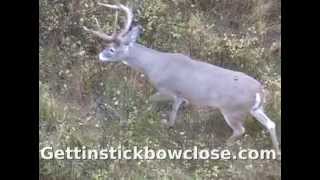 Traditional Bow hunt Black Widow Bows Recurve Monster Montana 8pt [upl. by Ruttger396]