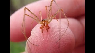 Longjawed Orb weaver [upl. by Fugate777]