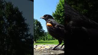 Juvenile redwinged blackbird eating some seeds [upl. by Amalie]