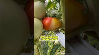 Save money make money… shorts gardening fitness [upl. by Ayit]