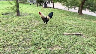 Mexican Chickens Roam Free in this Park Bosque Colomos Zapopan Mexico [upl. by Analle]