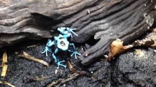 Dendrobates auratus el cope [upl. by Alletniuq]