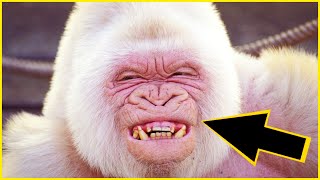 This Albino Gorilla is one of its kind 8 Albino Animals That Were Only Seen Once  UNKNOWN FACTS [upl. by Werdnael]