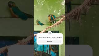 macaw 🦜 parrot sm birds and pets birds macaw bird [upl. by Vange597]