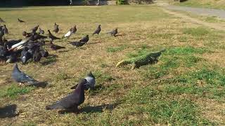 Varanus melinus male and doves [upl. by Ayian]