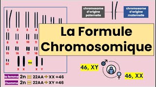 La Formule Chromosomique [upl. by Aracahs]