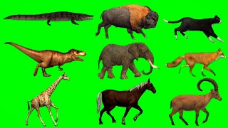 AlligatorBuffaloCatDinosaurElephantFoxGiraffeHorseIbex Animal Green Screen  Animal Running [upl. by Wall]