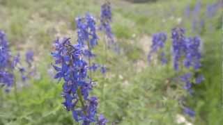 Wildflower Guide Beautiful Native Plants on Utahs Wasatch Plateau [upl. by Anujra]