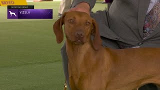 Vizslas  Breed Judging 2023 [upl. by Adriell859]